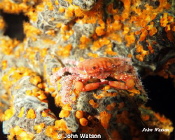 Camoflaged Crab by John Watson 